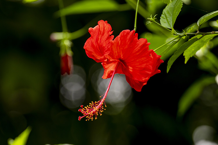 Crimson Hibiscus Bloom