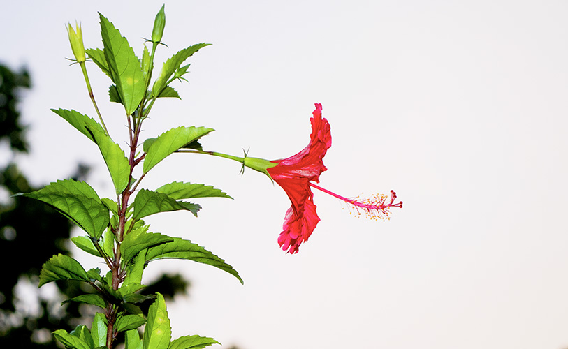 Crimson Bloom Serenity