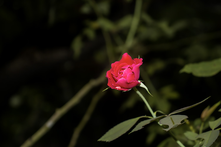 Bloom of Passion