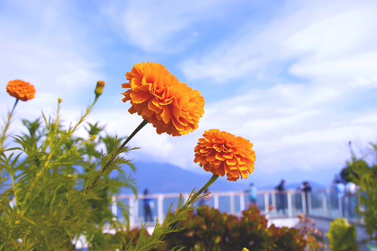 Vibrant Marigolds, Azure Sky