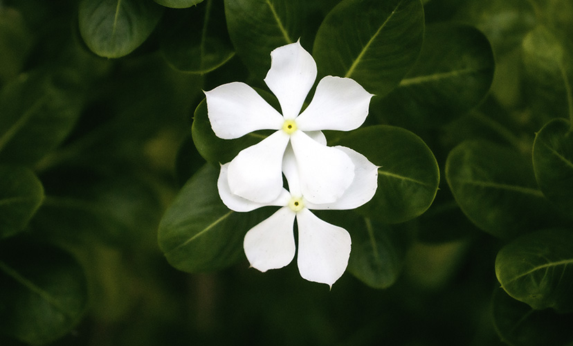 Twin White Blossoms