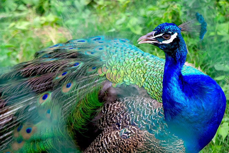 Azure Majesty