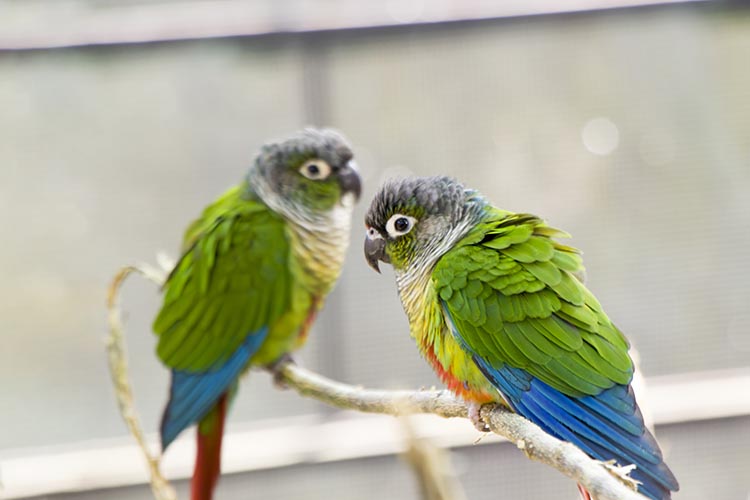 Verdant Conures Contemplating