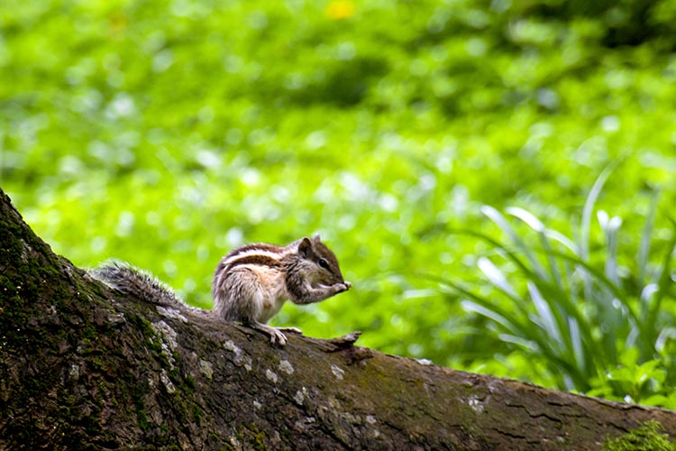 Squirrel's Gentle Moment