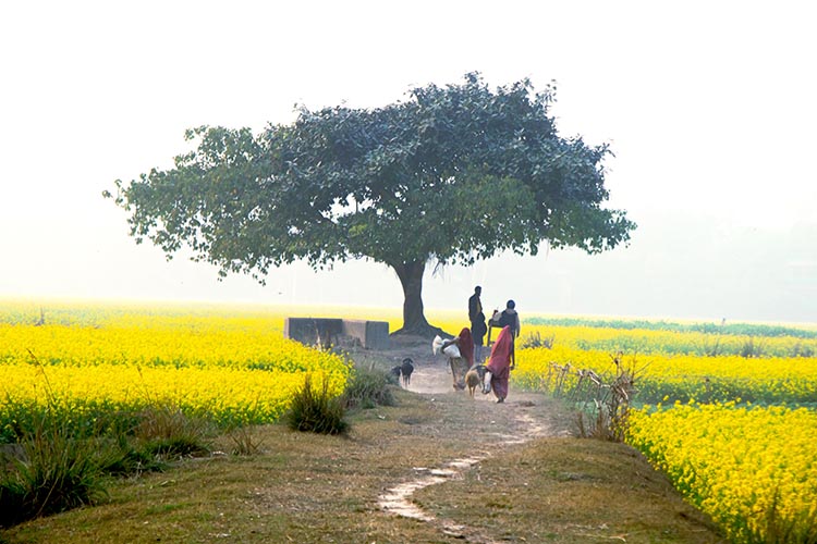 Golden Field Journey