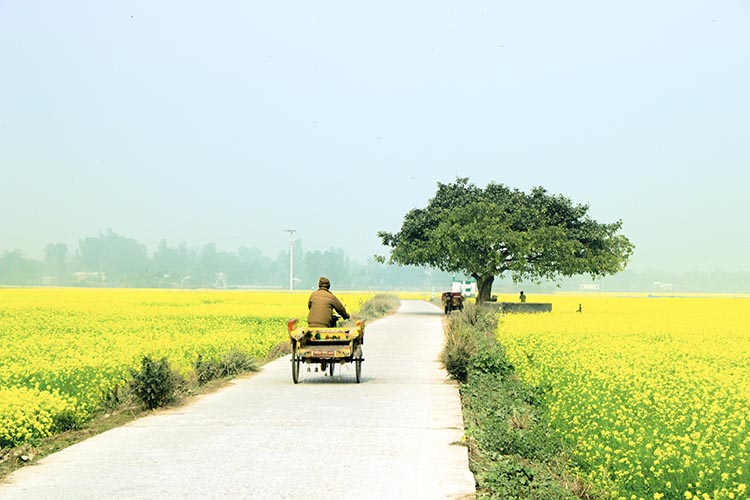 Golden Path Homeward