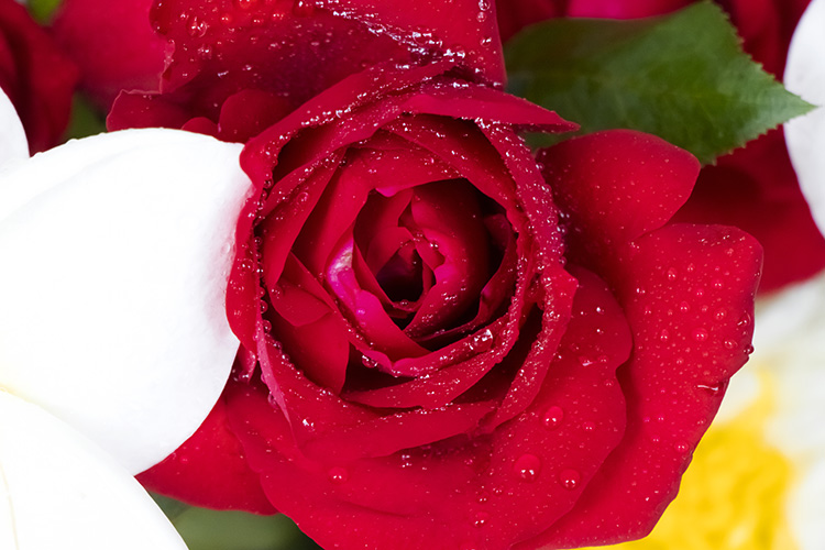 Crimson Dewdrop Embrace