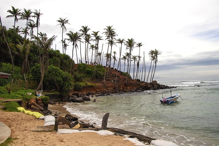 Coastal Palmscape Serenity